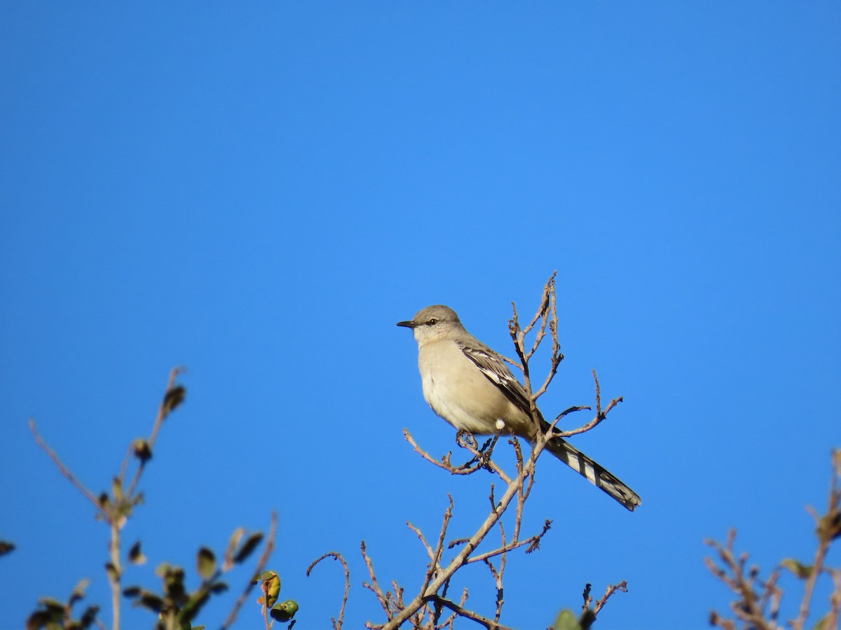 Northern Mockingbird - ML647544992