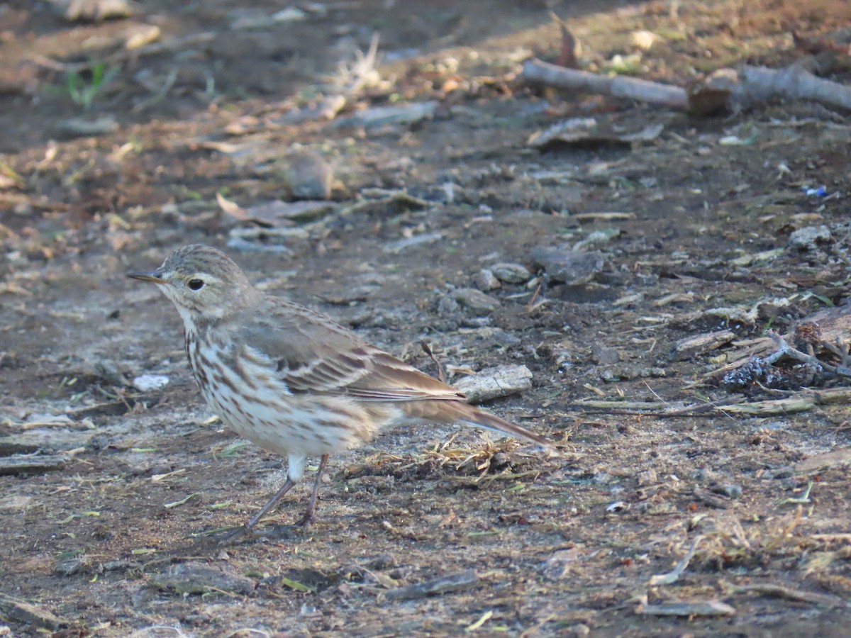 American Pipit - ML647544993
