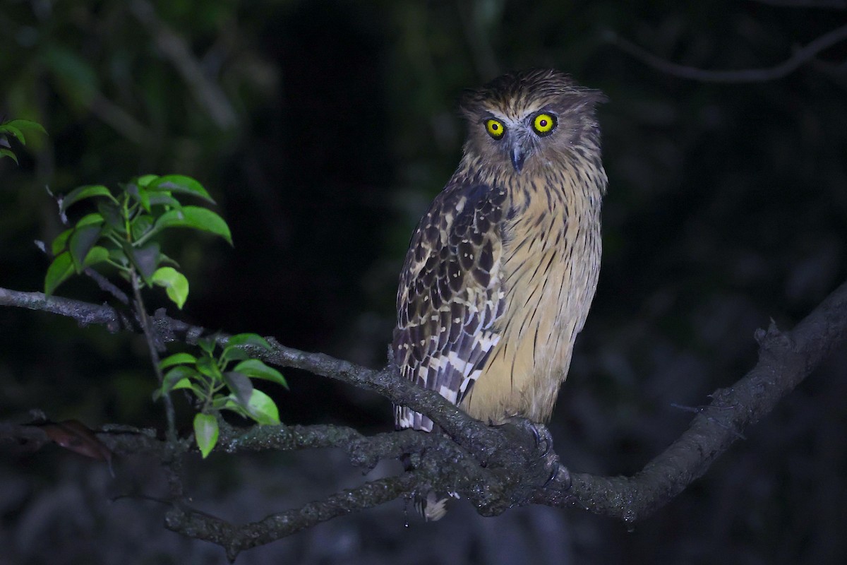 Buffy Fish-Owl - ML647544994