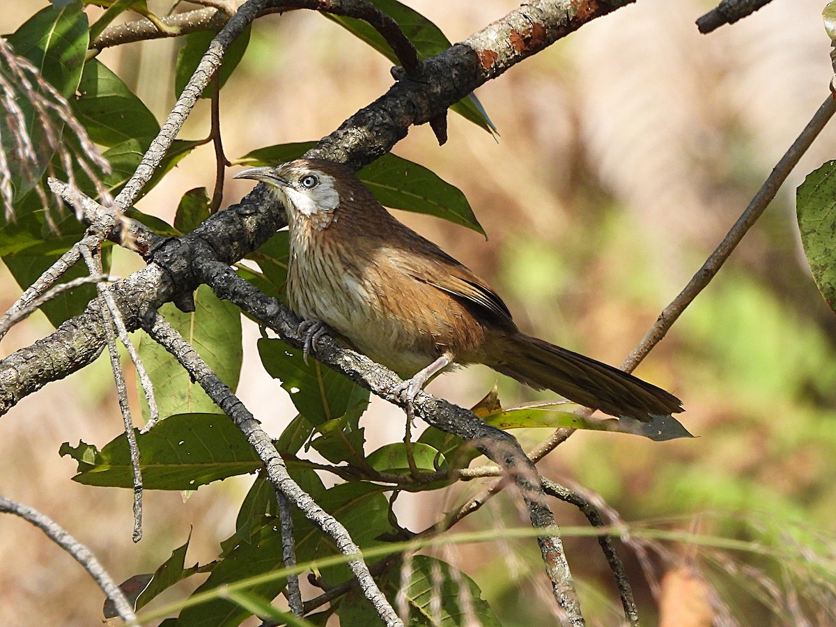 Spiny Babbler - ML647544995