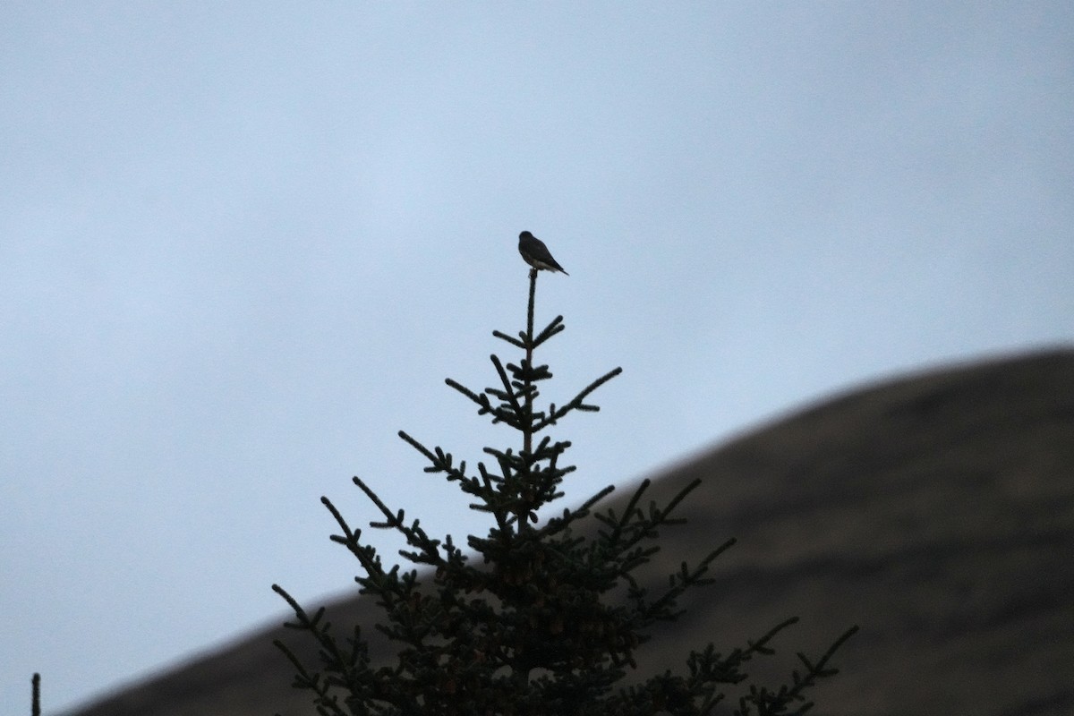 Merlin - ML647545000