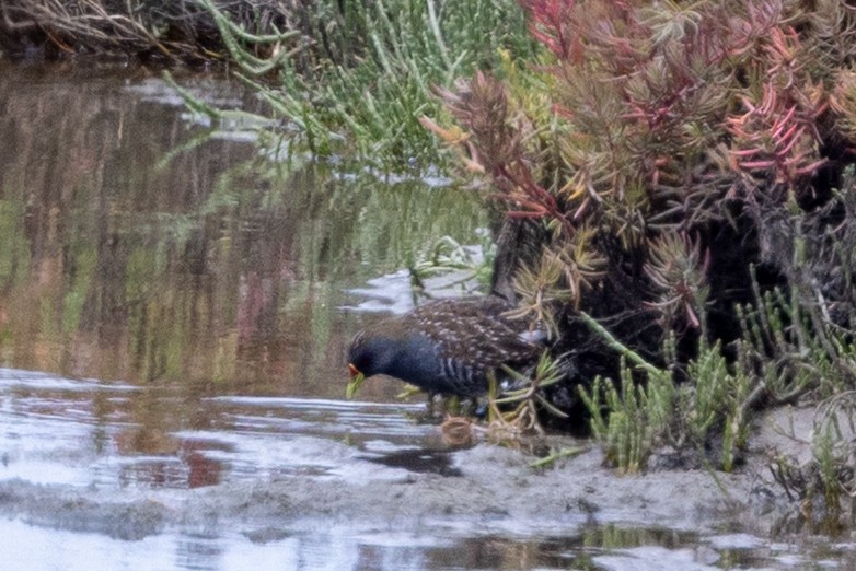 Australian Crake - ML647545001