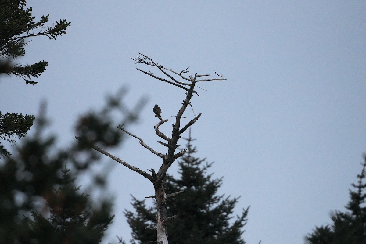 Merlin - ML647545002