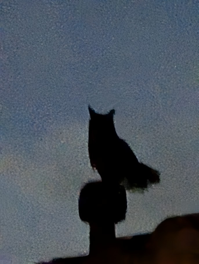 Great Horned Owl - ML647545003