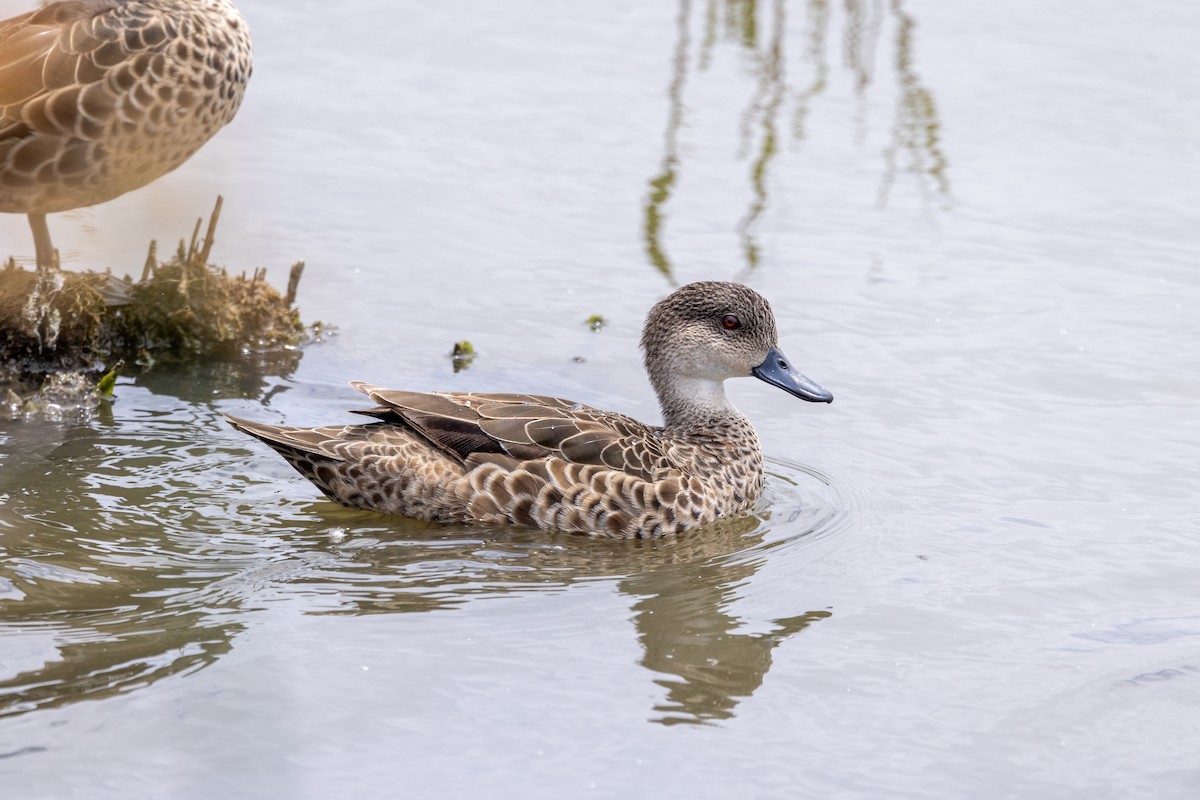 Australente - ML647545004