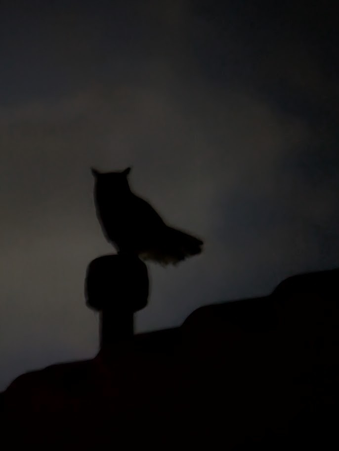 Great Horned Owl - ML647545005