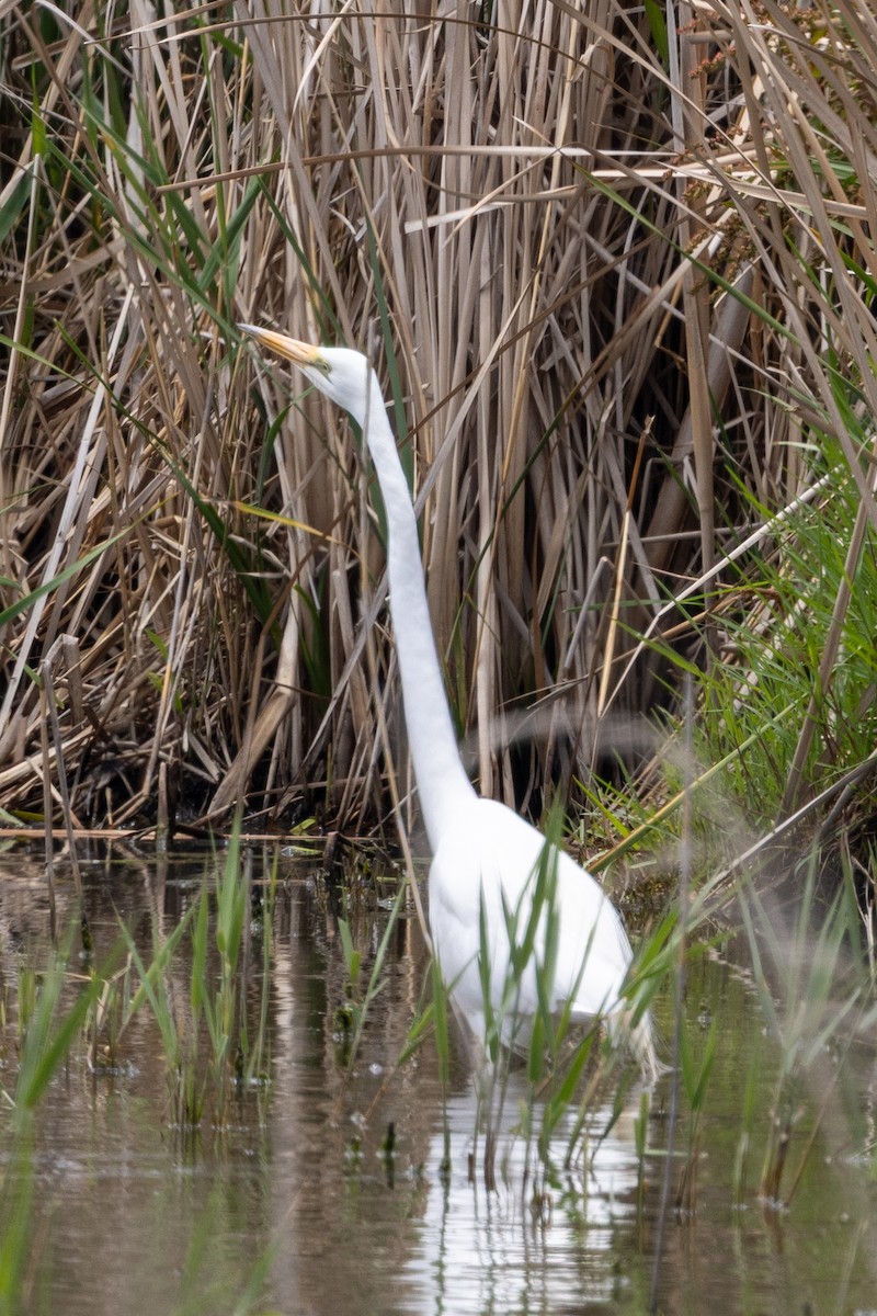 Silberreiher - ML647545006