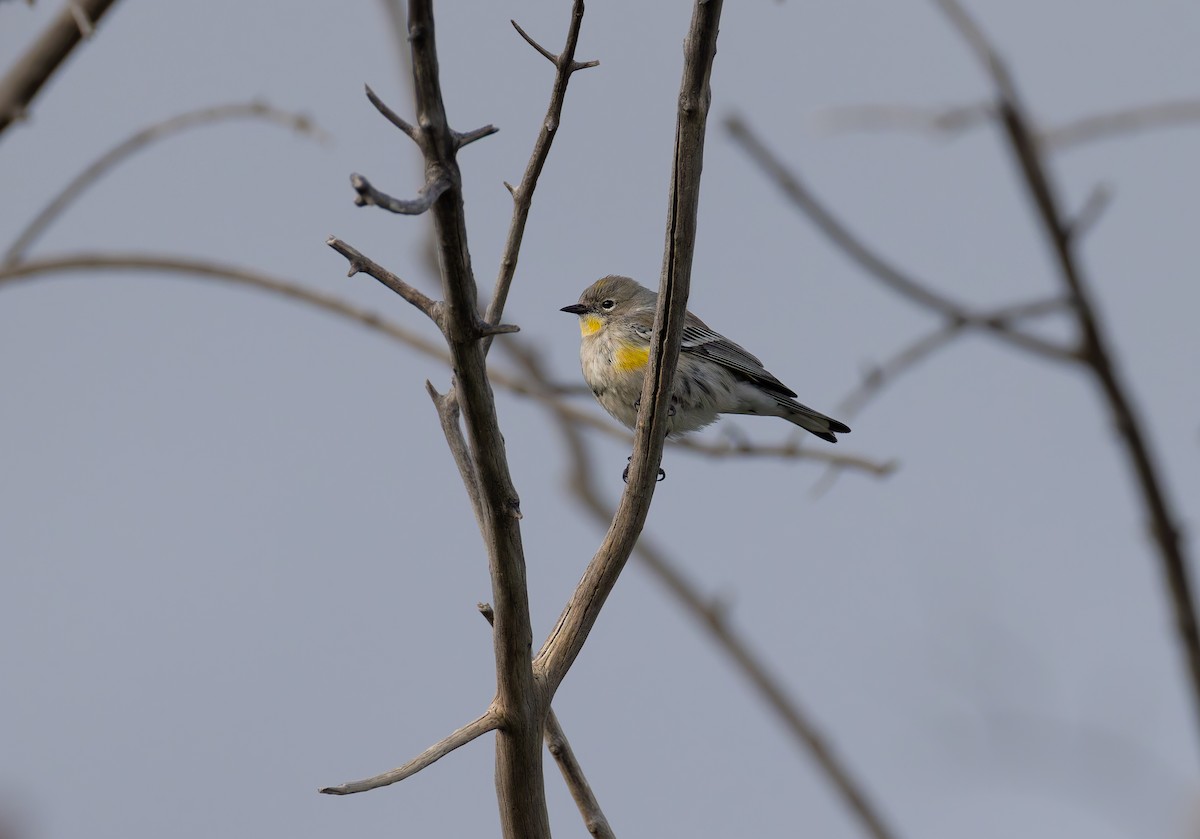 Kronenwaldsänger (Audubonwaldsänger) - ML647545008