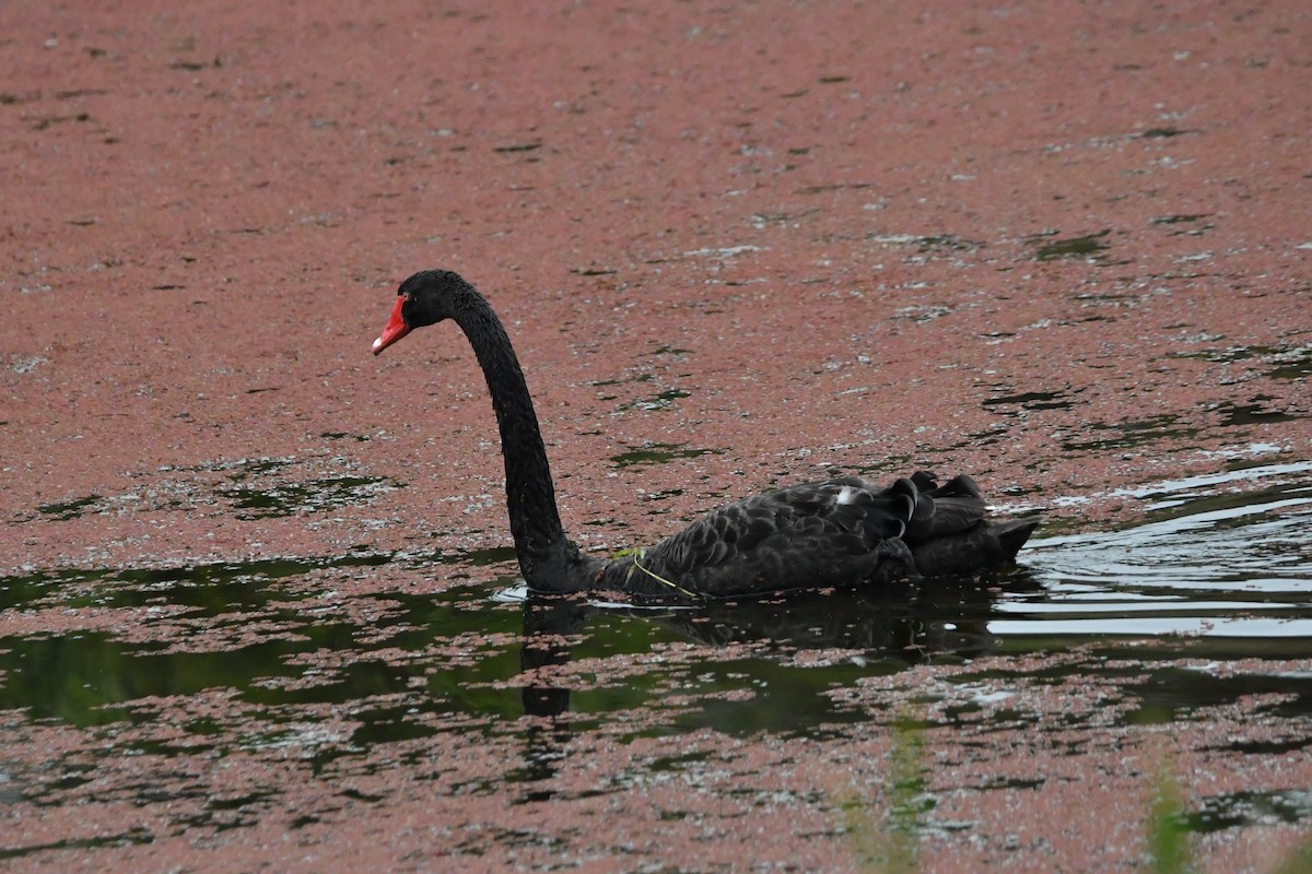 Schwarzschwan - ML647545009