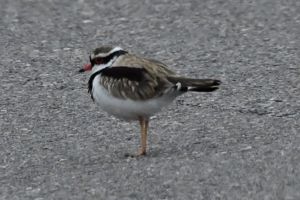 Schwarzstirn-Regenpfeifer - ML647545010