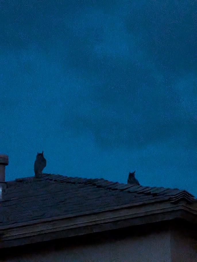 Virginiauhu - ML647545011