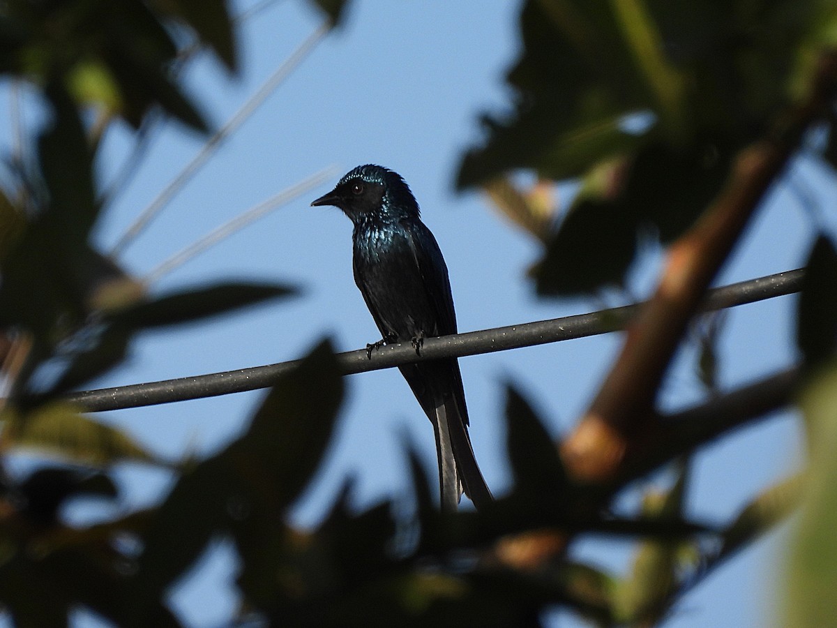 Bronzedrongo - ML647545012