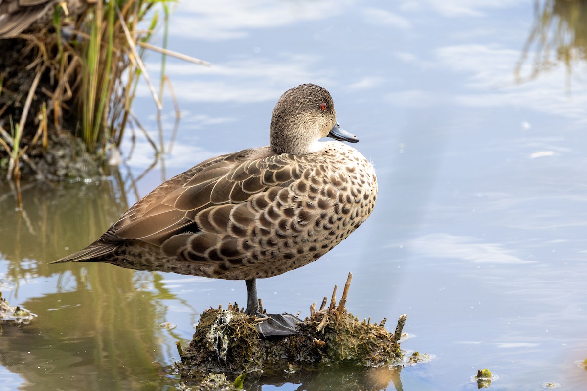 Australente - ML647545013