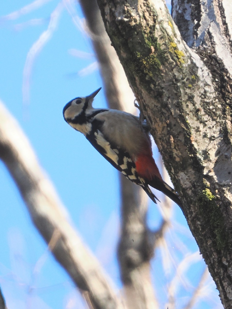 Buntspecht - ML647545014