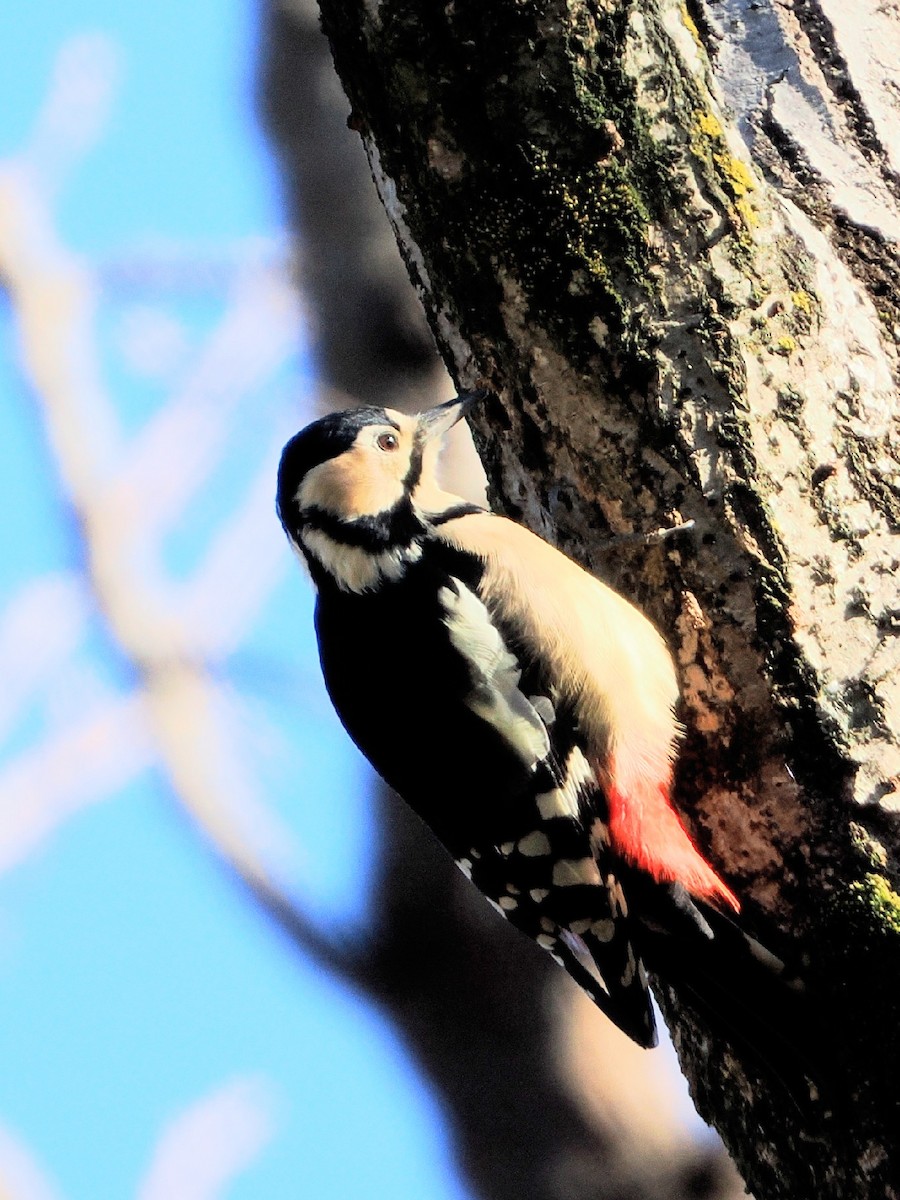 Buntspecht - ML647545015