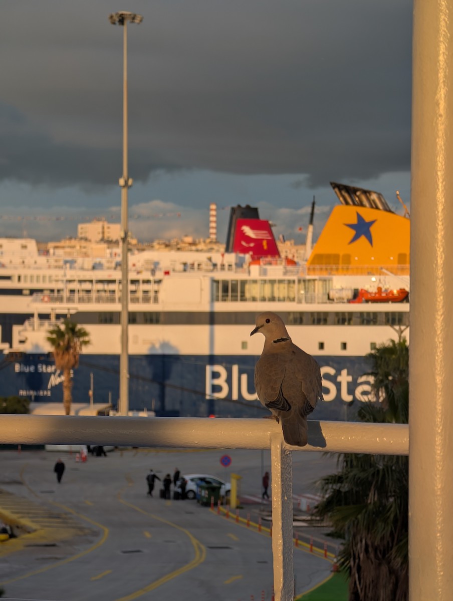 Türkentaube - ML647545019