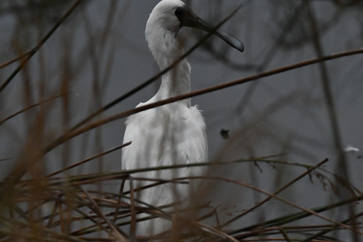 Königslöffler - ML647545020