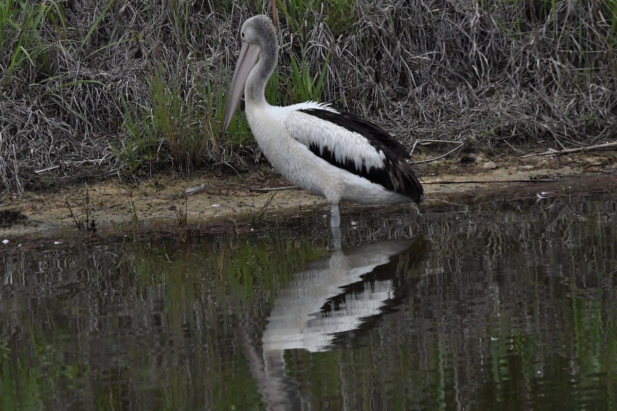 Brillenpelikan - ML647545023