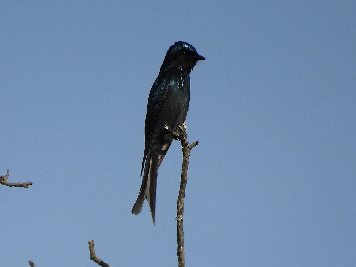 Bronzedrongo - ML647545025