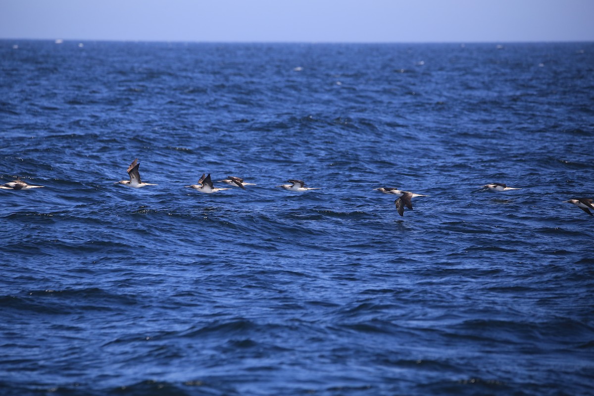 Guanotölpel - ML647545026