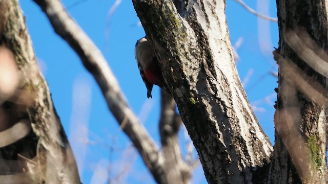 Great Spotted Woodpecker - ML647545040