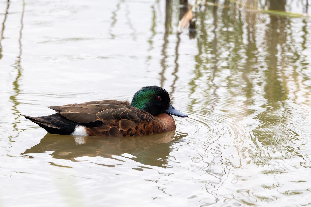 Chestnut Teal - ML647545051