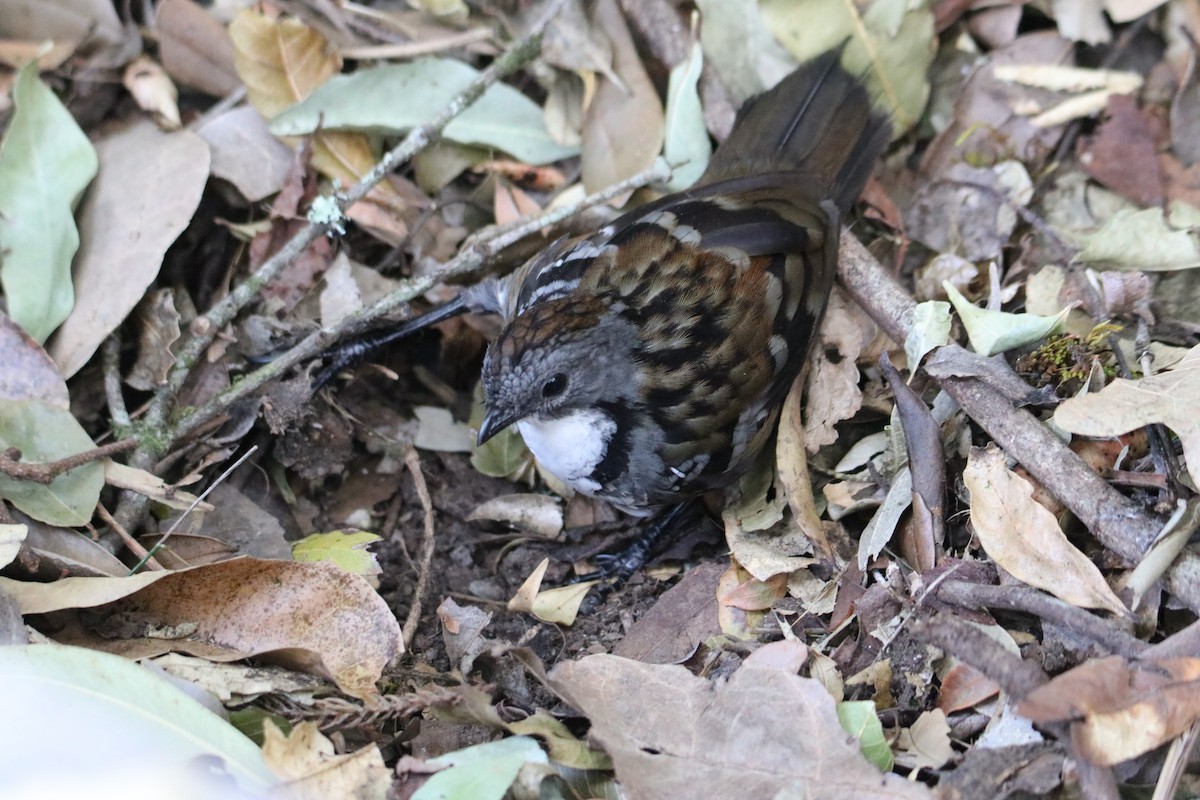 Australian Logrunner - ML647545067