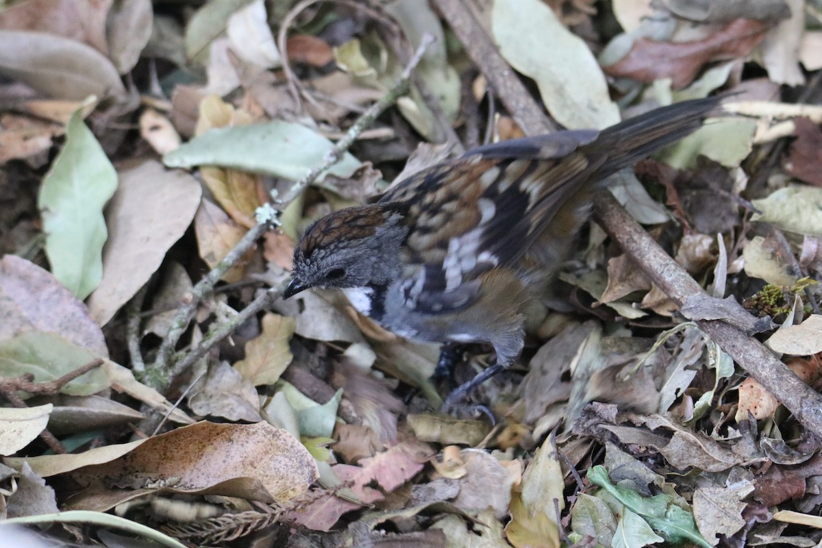 Australian Logrunner - ML647545068