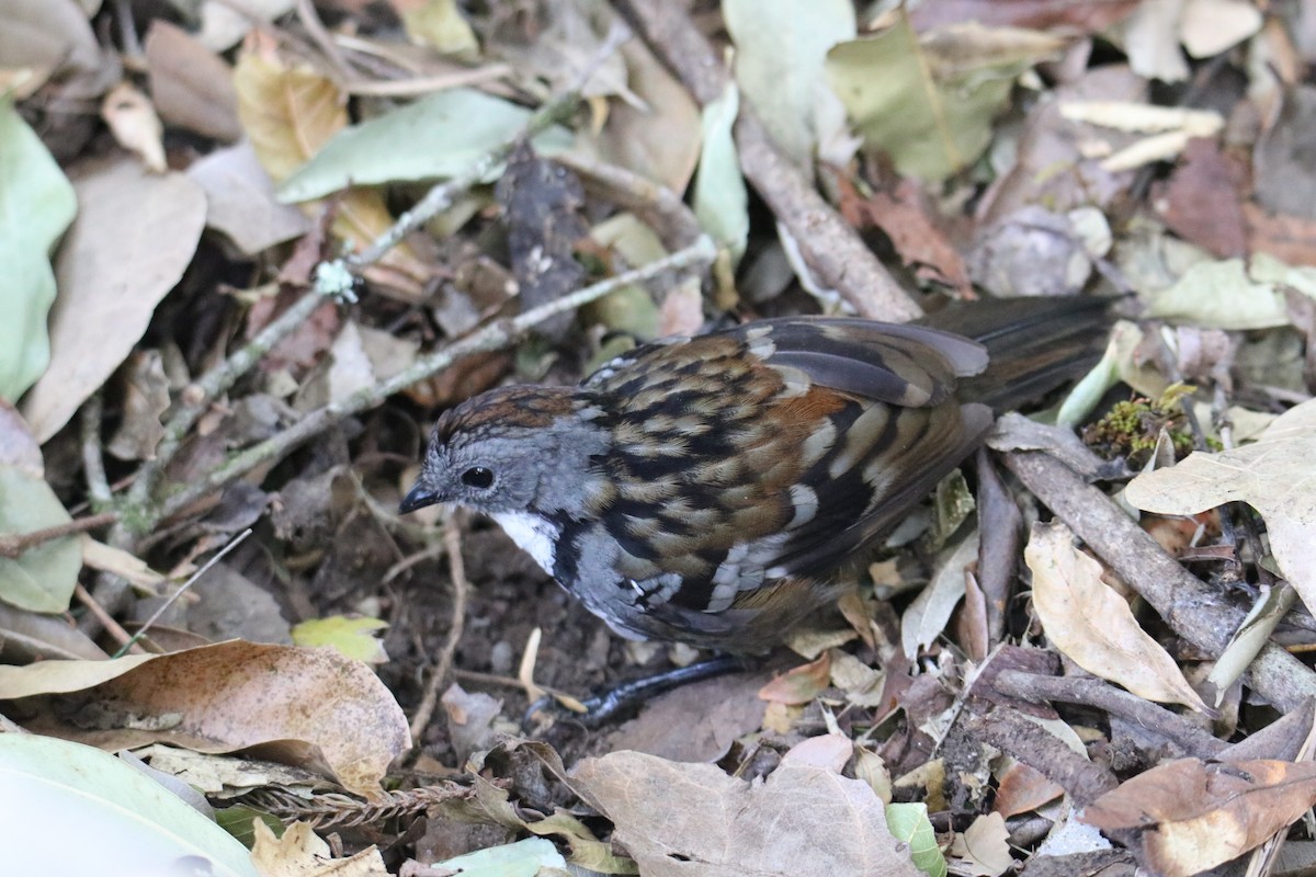 Australian Logrunner - ML647545069