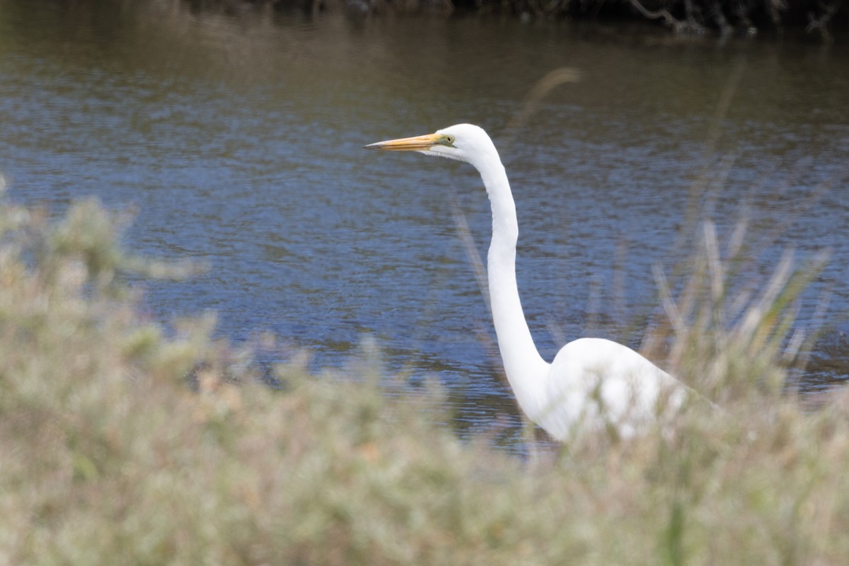 Great Egret - ML647545071