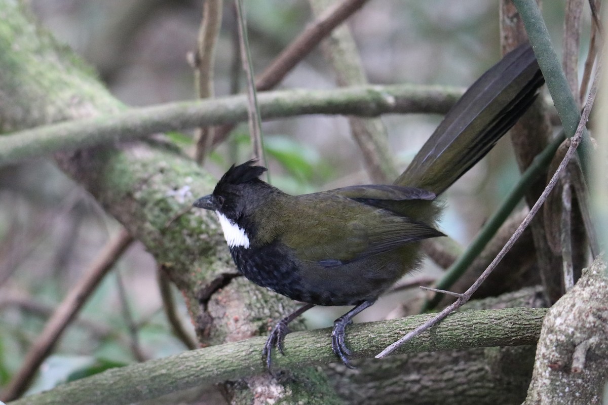 Eastern Whipbird - ML647545072