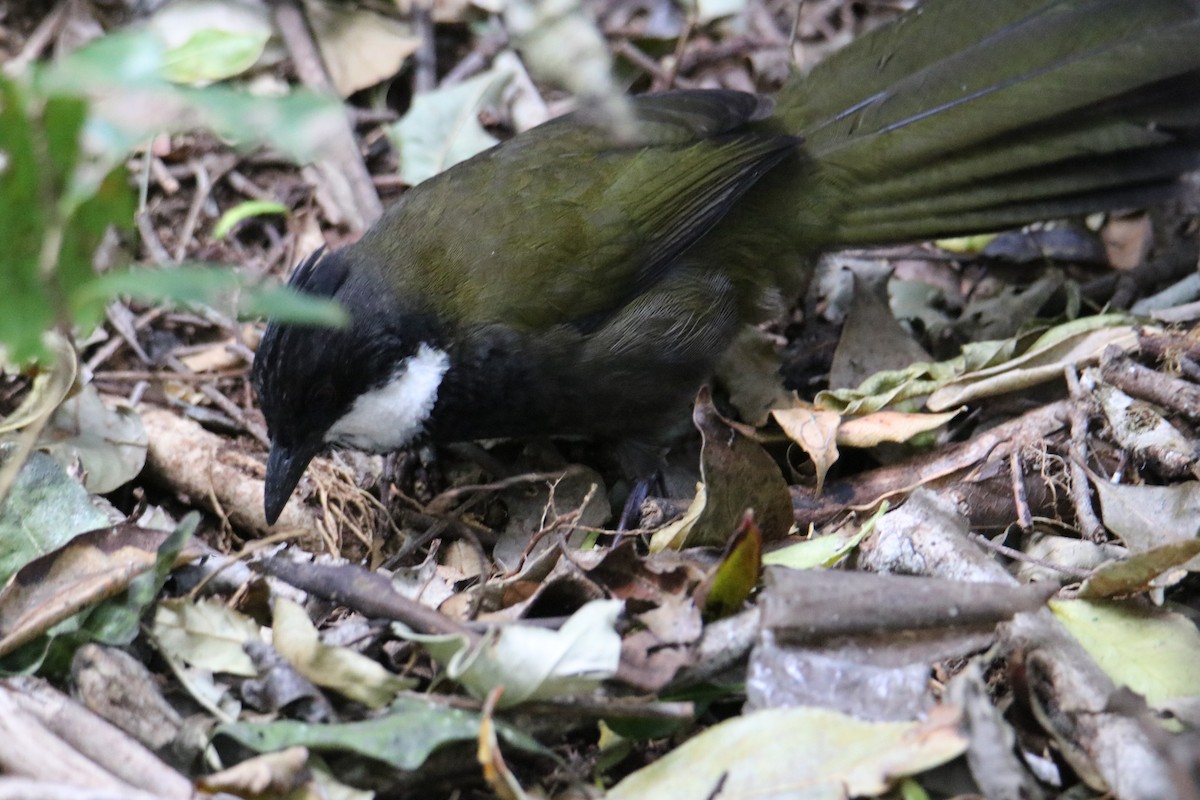 Eastern Whipbird - ML647545073