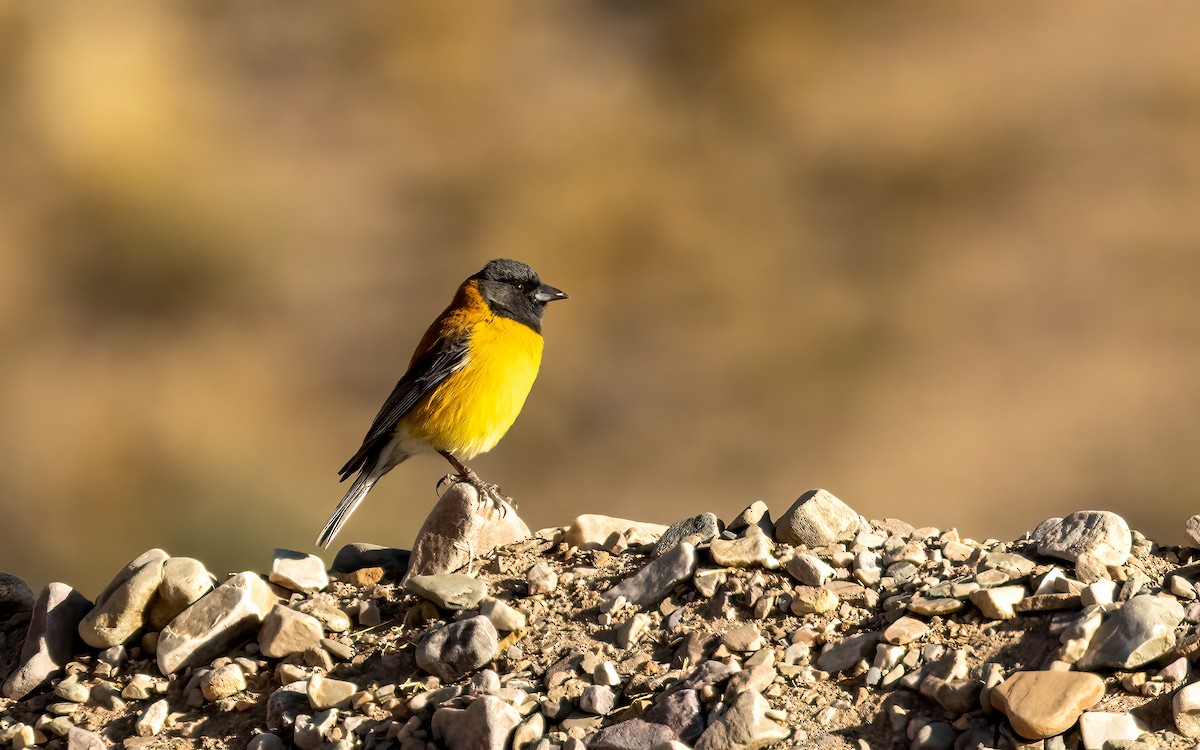 Black-hooded Sierra Finch - ML647545074