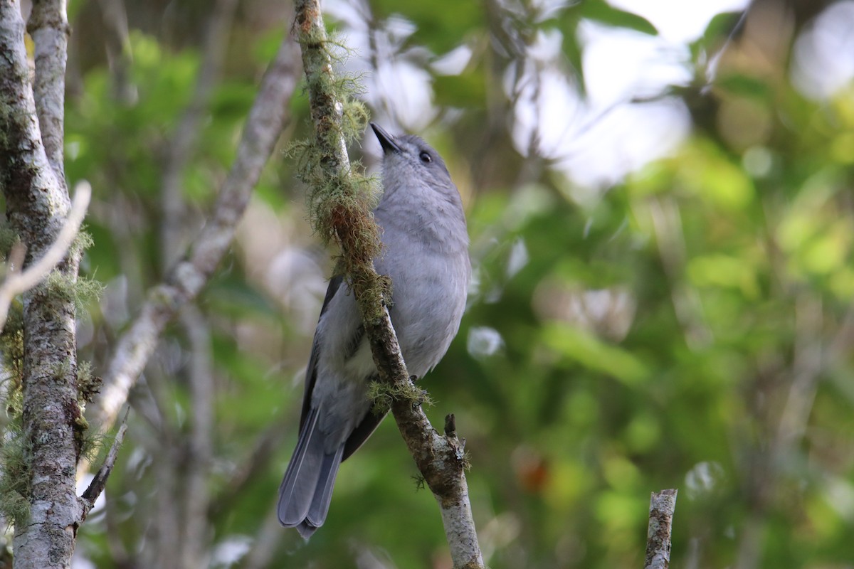 Gray Shrikethrush - ML647545075