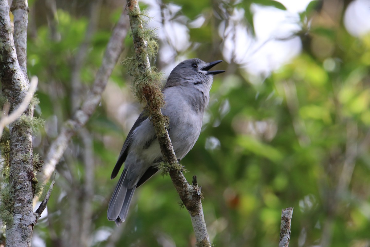 Gray Shrikethrush - ML647545076