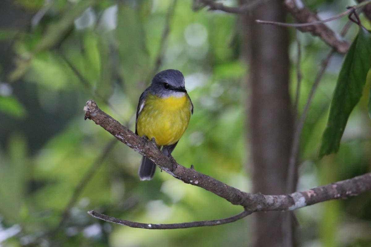Eastern Yellow Robin - ML647545078