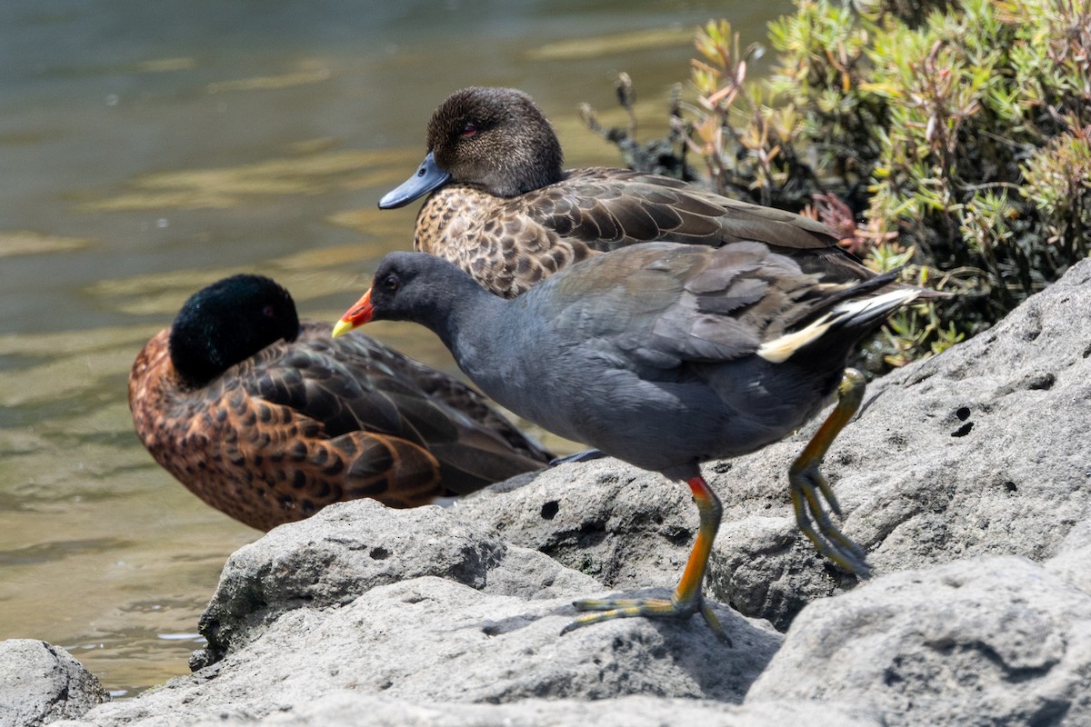 Dusky Moorhen - ML647545080