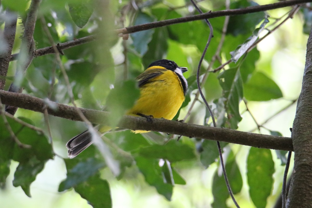 Golden Whistler - ML647545083
