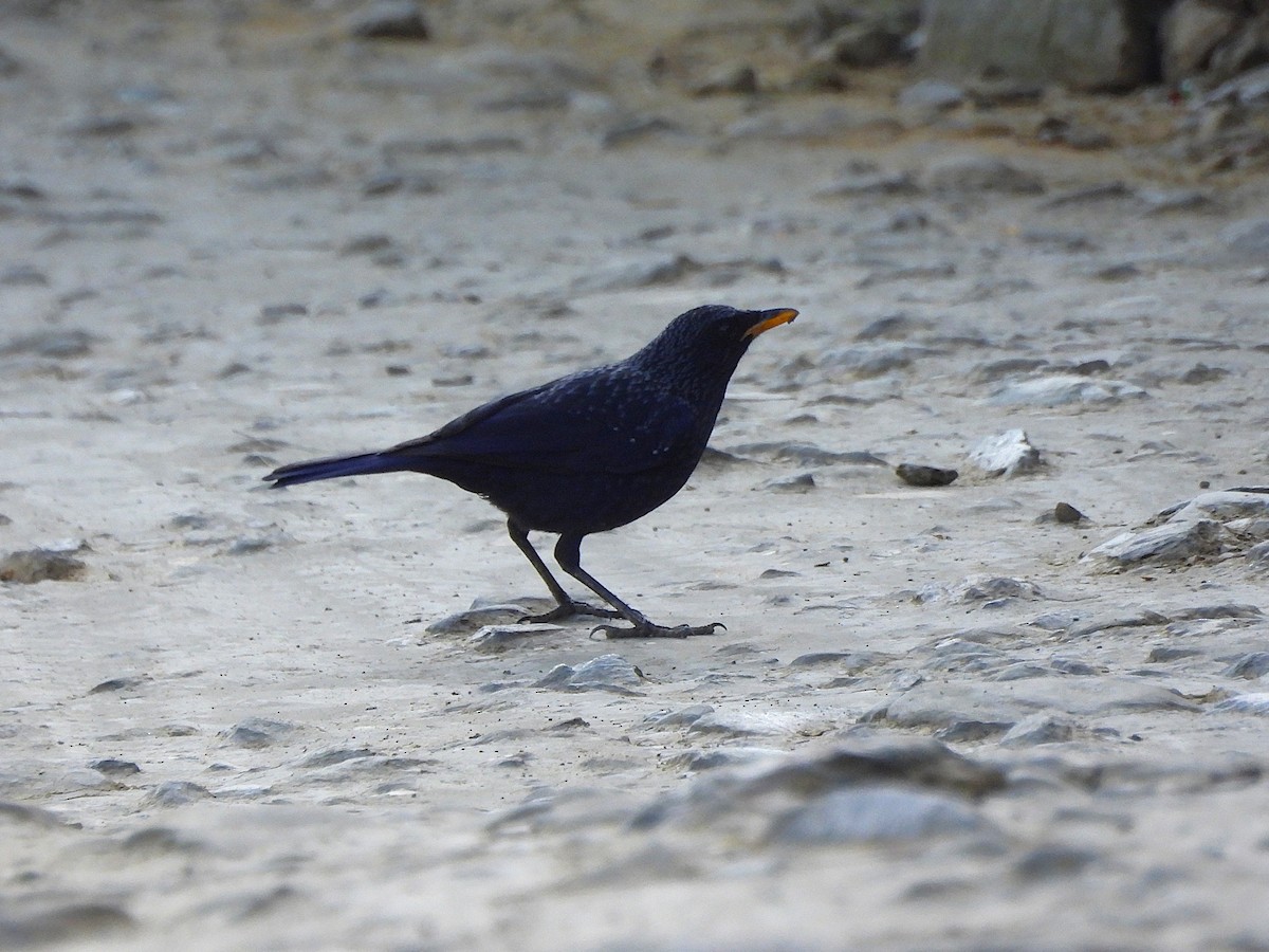 Blue Whistling-Thrush - ML647545084
