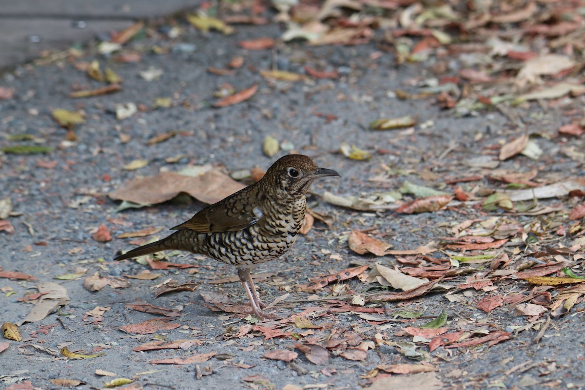 Bassian/Russet-tailed Thrush - ML647545085