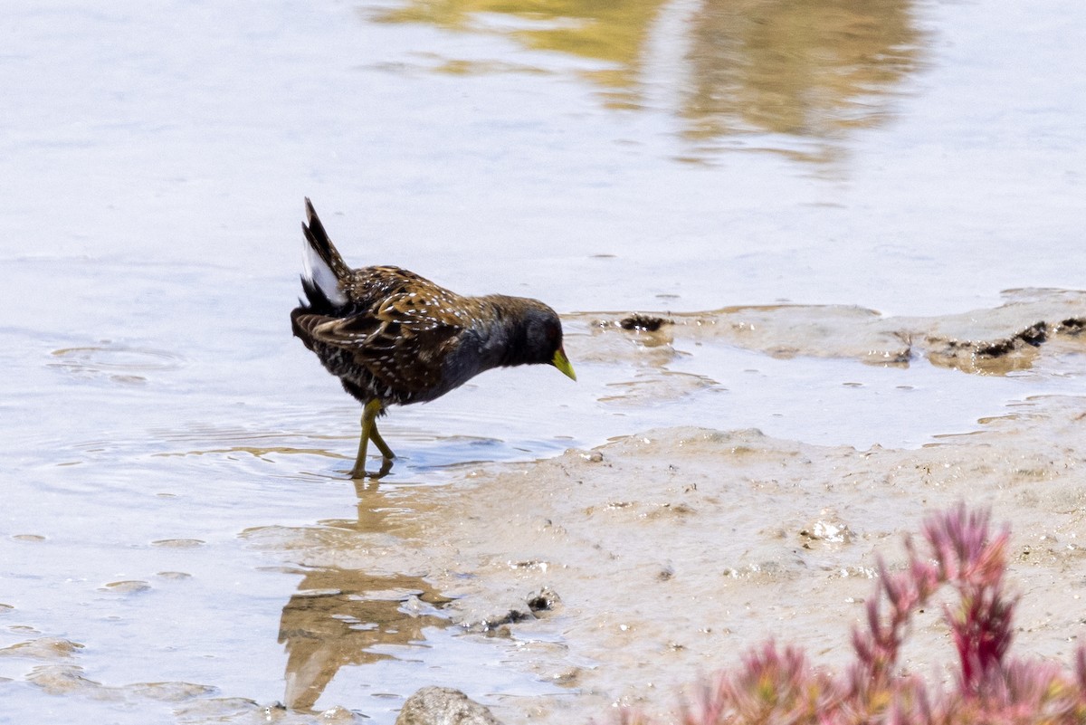 Australian Crake - ML647545086
