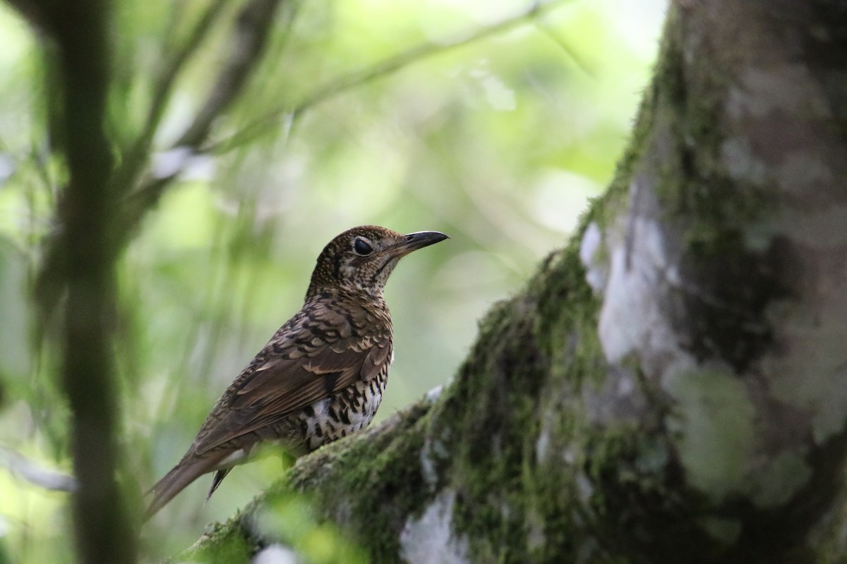 Bassian/Russet-tailed Thrush - ML647545087