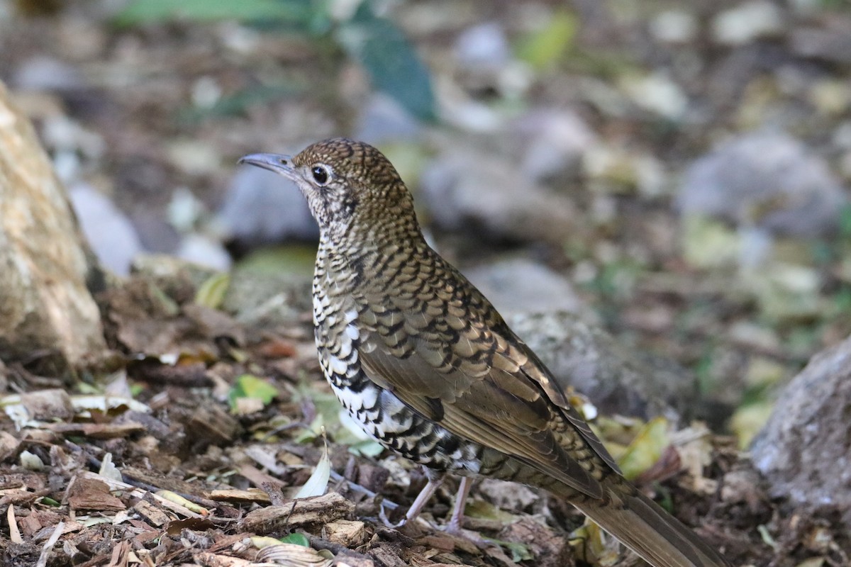 Bassian/Russet-tailed Thrush - ML647545089
