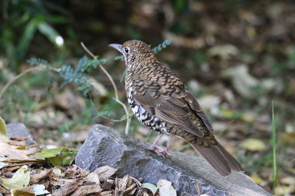 Bassian/Russet-tailed Thrush - ML647545090