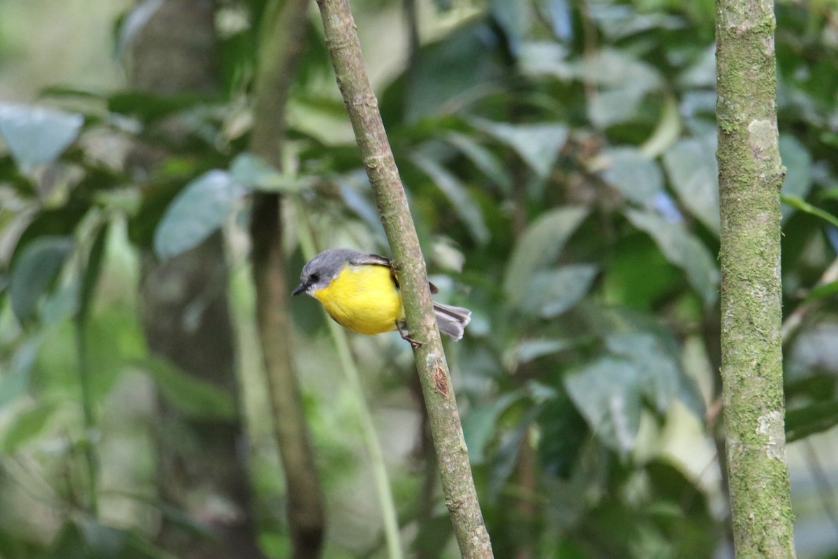 Eastern Yellow Robin - ML647545091