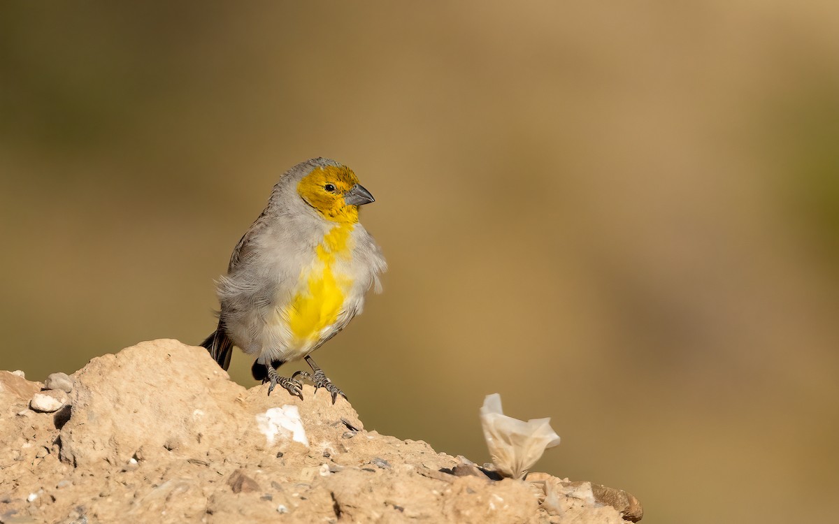 Citron-headed Yellow-Finch - ML647545092