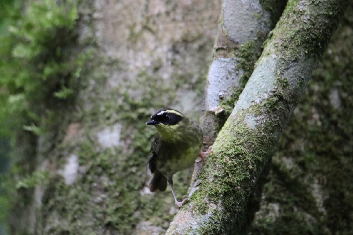 Yellow-throated Scrubwren - ML647545094