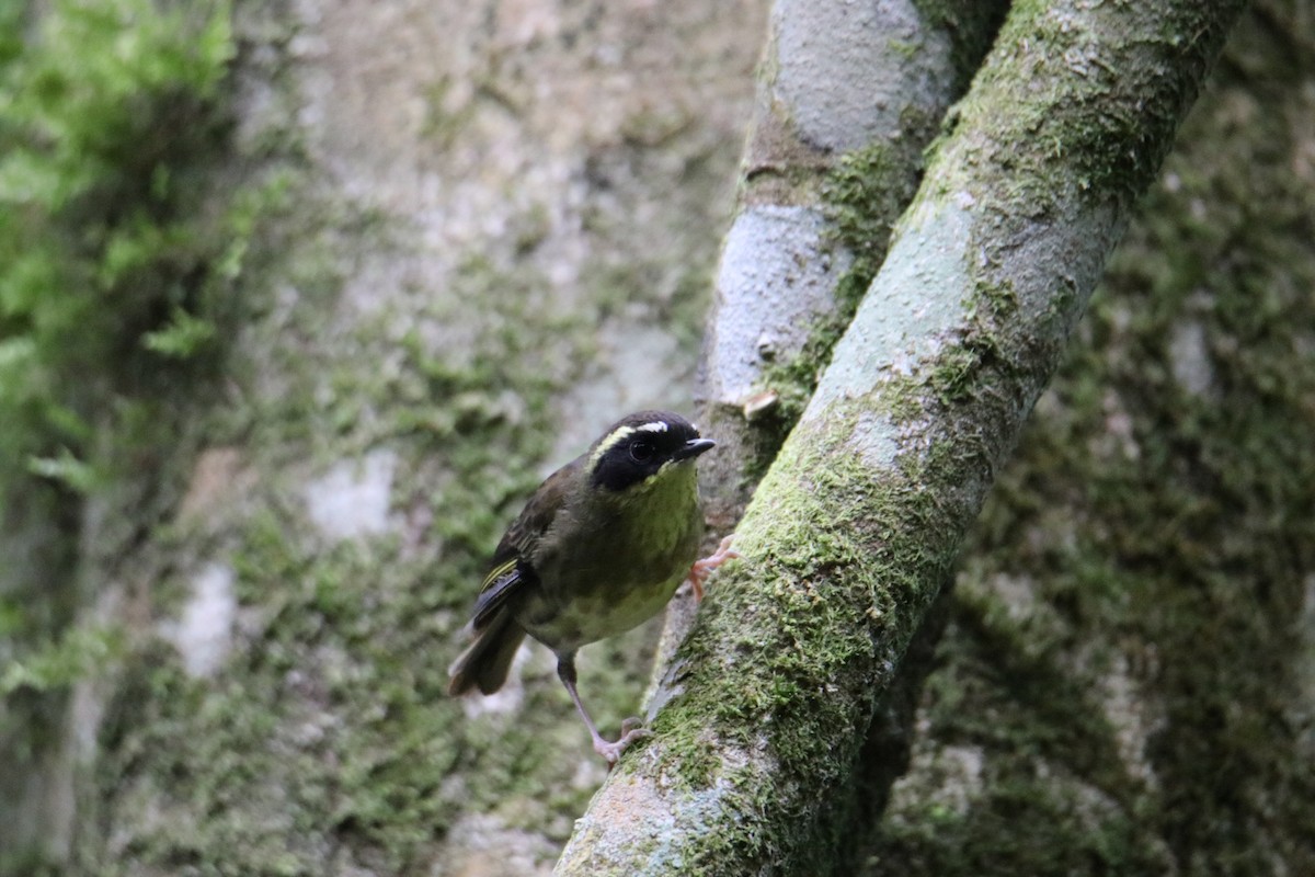 Yellow-throated Scrubwren - ML647545095