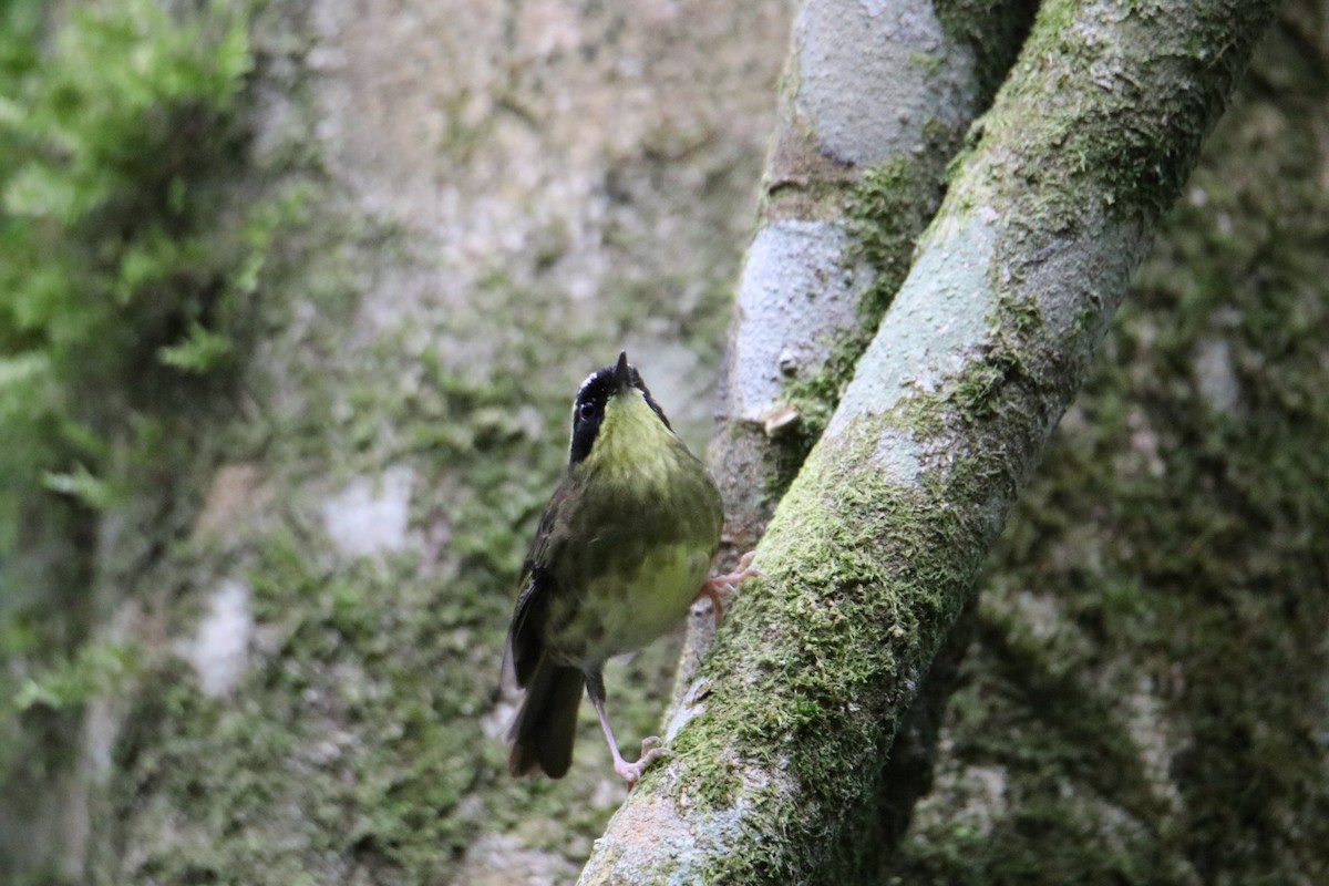 Yellow-throated Scrubwren - ML647545096