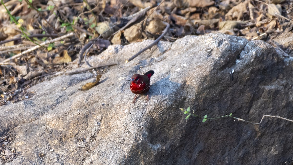 Red Avadavat - ML647545099